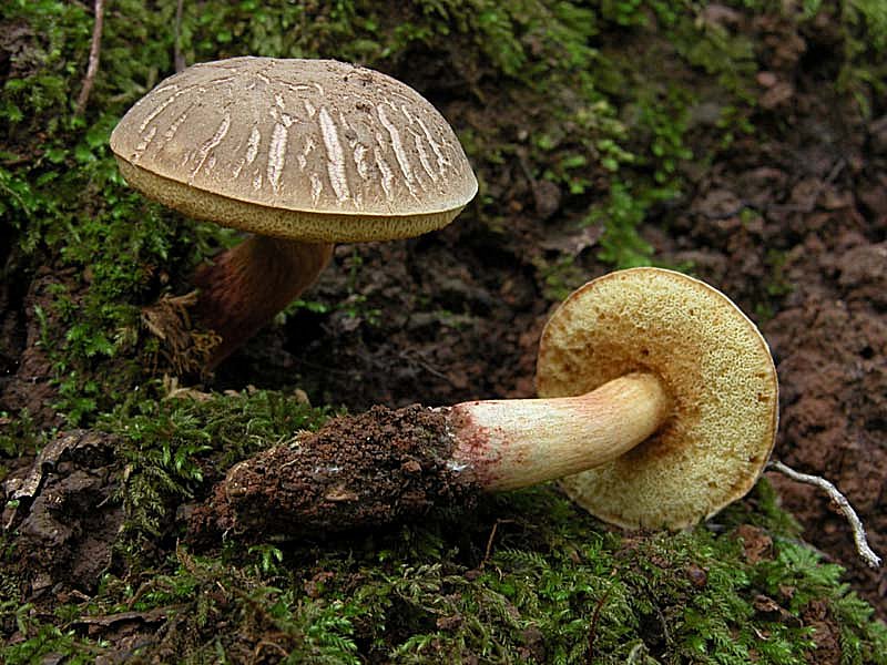 Xerocomus cisalpinus?